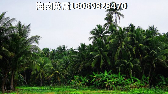 保亭椰之郡效果图